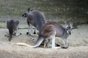 Kangourou roux - Macropus rufus (ZooParc de Beauval, mai 2025)