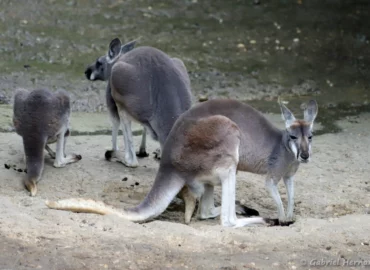 Kangourou roux - Macropus rufus (ZooParc de Beauval, mai 2025)