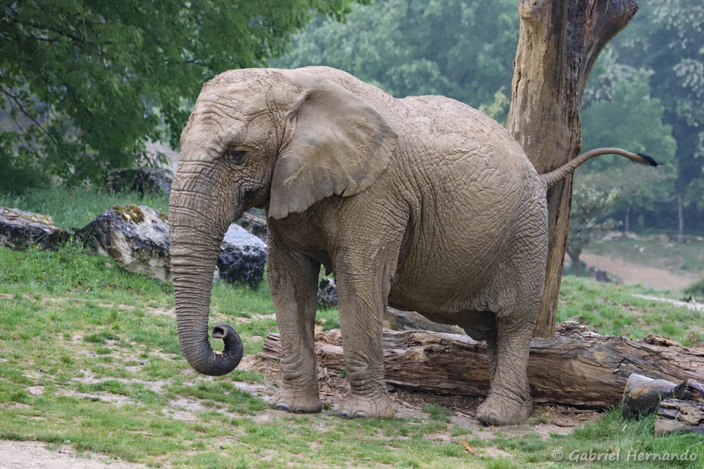 Éléphant de savane d'Afrique - Loxodonta africana (ZooParc de Beauval, mai 2025)