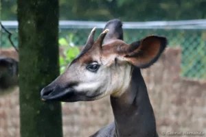Mâle Okapi - Okapia johnstoni (ZooParc de Beauval, mai 2025)