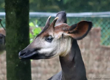 Mâle Okapi - Okapia johnstoni (ZooParc de Beauval, mai 2025)