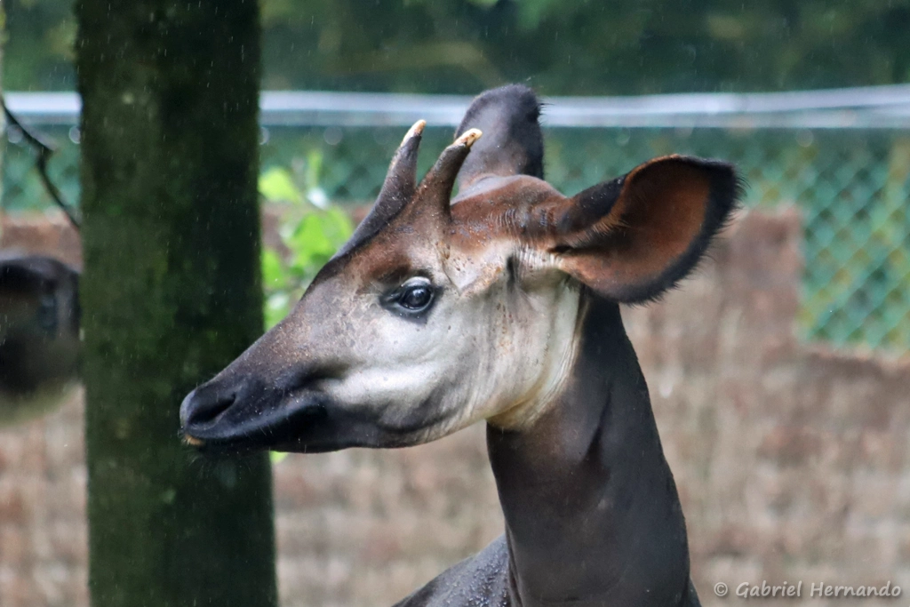 Mâle Okapi - Okapia johnstoni (ZooParc de Beauval, mai 2025)