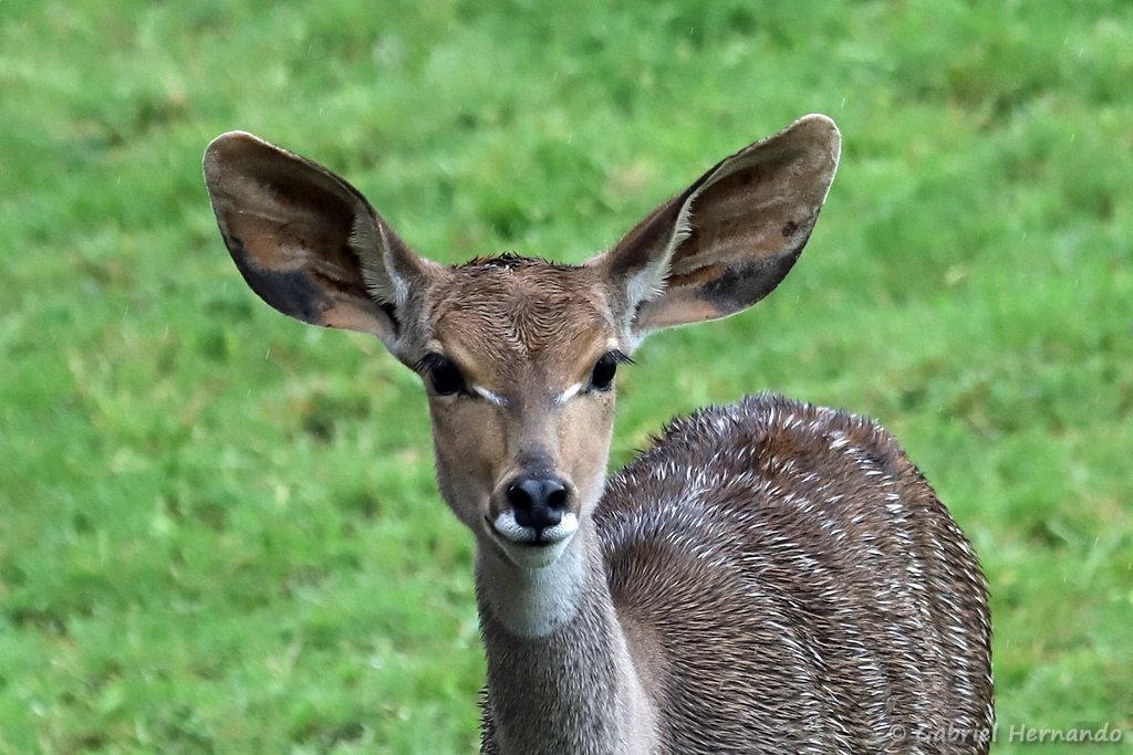 Femelle Petit koudou - Tragelaphus imberbis (ZooParc de Beauval, mai 2025)
