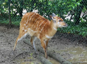 Sitatunga - Tragelaphus spekii (ZooParc de Beauval, mai 2025)