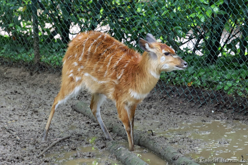 Sitatunga - Tragelaphus spekii (ZooParc de Beauval, mai 2025)