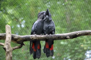 Cacatoès banksien - Calyptorhynchus banksii (ZooParc de Beauval, mai 2025)