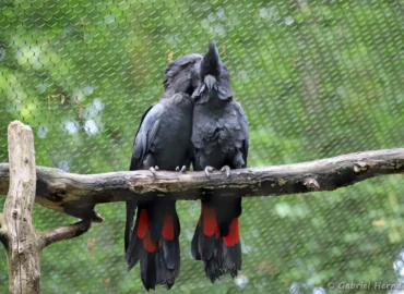 Cacatoès banksien - Calyptorhynchus banksii (ZooParc de Beauval, mai 2025)