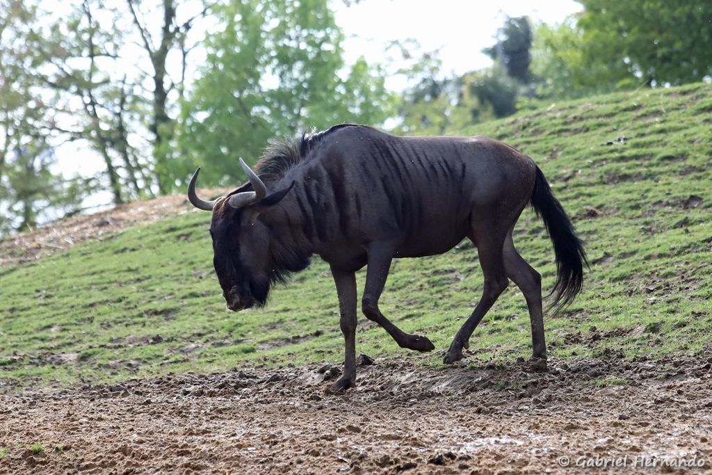 Gnou bleu - Connochaetes taurinus (ZooParc de Beauval, mai 2025)