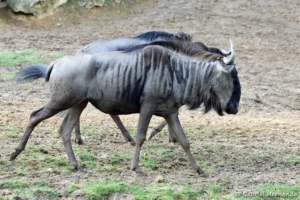 Gnou bleu - Connochaetes taurinus (ZooParc de Beauval, mai 2025)