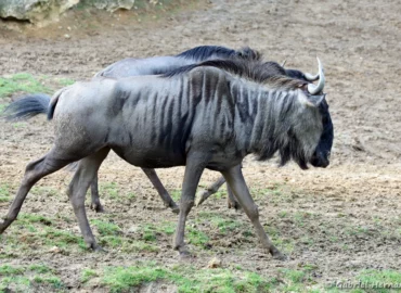 Gnou bleu - Connochaetes taurinus (ZooParc de Beauval, mai 2025)