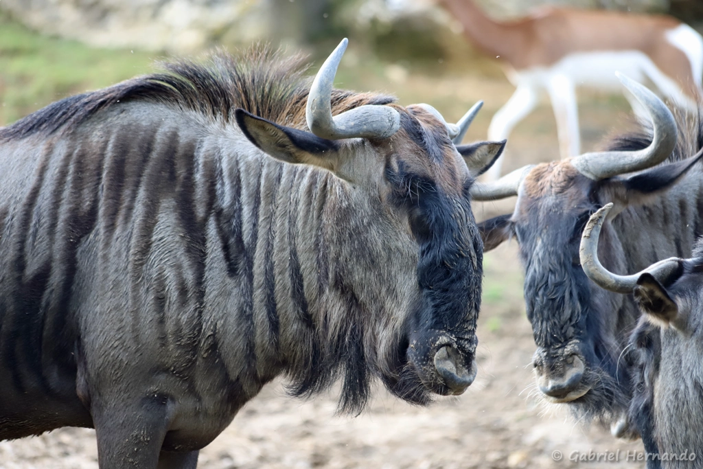 Gnou bleu - Connochaetes taurinus (ZooParc de Beauval, mai 2025)