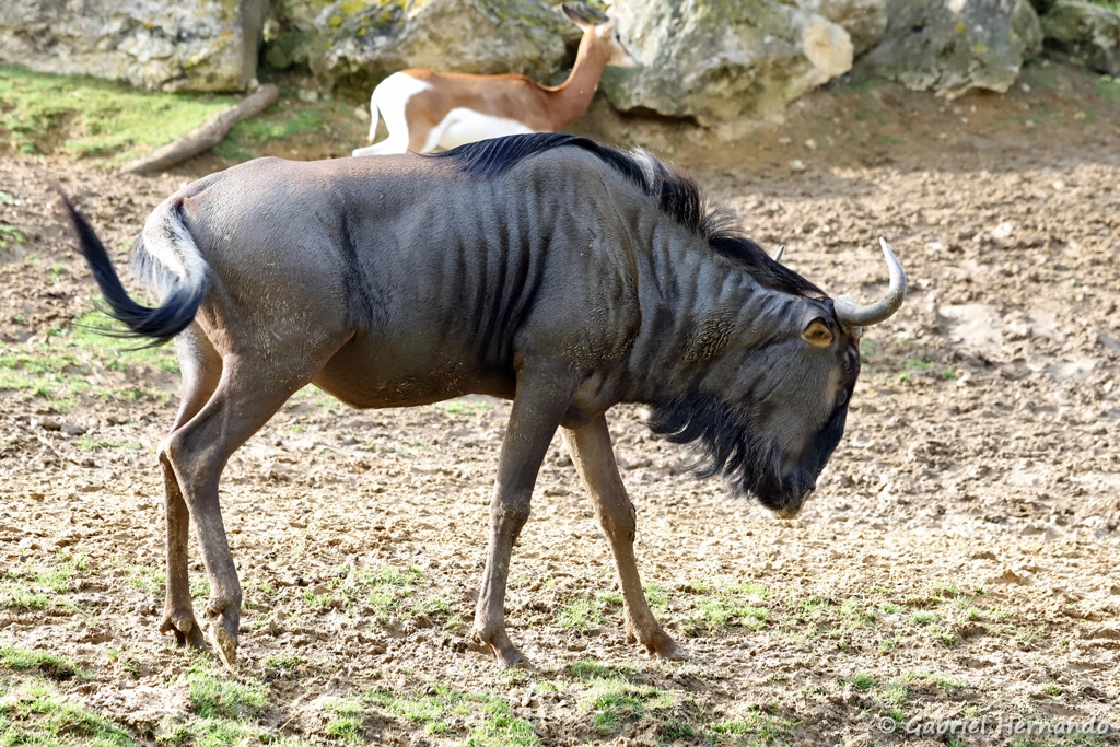 Gnou bleu - Connochaetes taurinus (ZooParc de Beauval, mai 2025)
