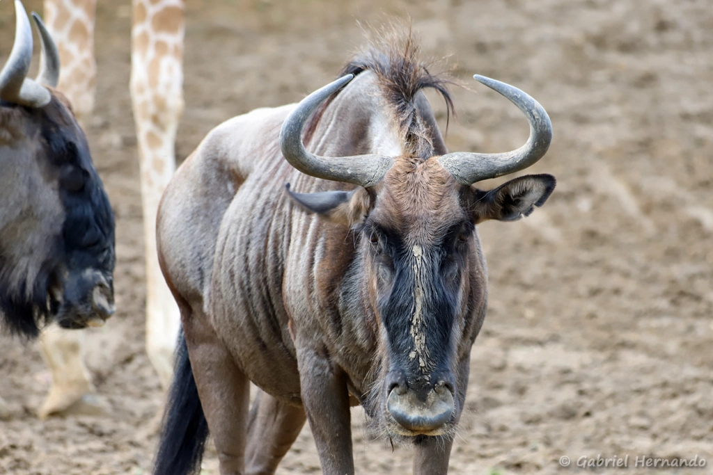 Gnou bleu - Connochaetes taurinus (ZooParc de Beauval, mai 2025)