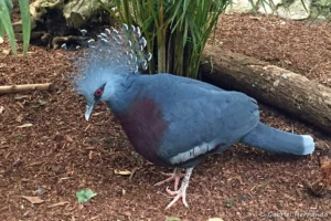 Goura de Victoria - Goura victoria (ZooParc de Beauval, mai 2025)