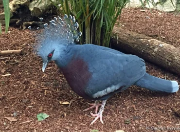 Goura de Victoria - Goura victoria (ZooParc de Beauval, mai 2025)