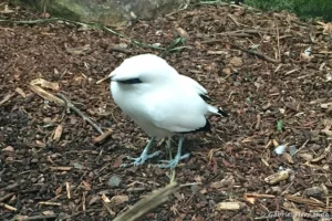 Étourneau de Rothschild - Leucopsar rothschildi (ZooParc de Beauval, mai 2025)