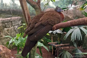 Argus géant - Argusianus argus (ZooParc de Beauval, mai 2025)