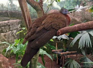 Argus géant - Argusianus argus (ZooParc de Beauval, mai 2025)