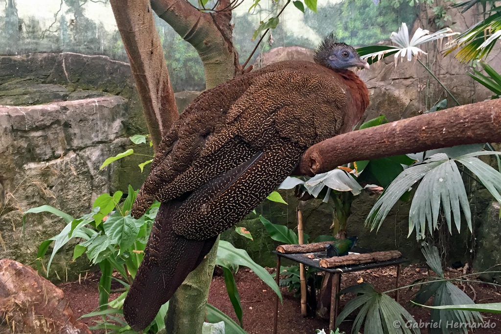 Mâle argus géant - Argusianus argus (ZooParc de Beauval, mai 2025)