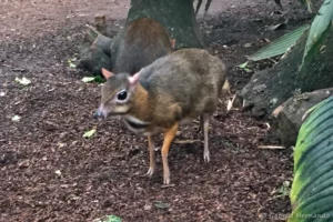 Cerf souris - Tragulus javanicus (ZooParc de Beauval, mai 2025)