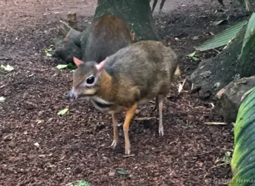 Cerf souris - Tragulus javanicus (ZooParc de Beauval, mai 2025)