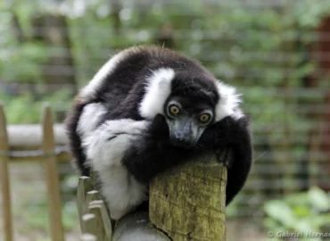 Vari à ceinture blanche - Sous espèce Varecia variegata subcincta (ZooParc de Beauval, mai 2025)