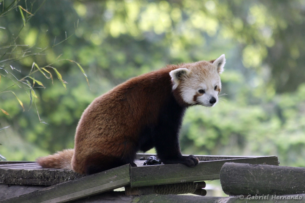 Panda roux - Ailurus fulgens (CERZA, Hermival les Vaux, mai 2019)