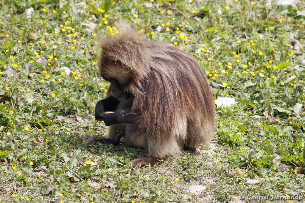 Gélada - Theropithecus gelada (CERZA, Hermival les Vaux, mai 2019)