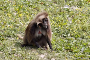 Gélada - Theropithecus gelada (CERZA, Hermival les Vaux, mai 2019)