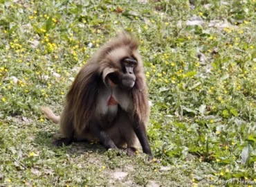 Gélada - Theropithecus gelada (CERZA, Hermival les Vaux, mai 2019)