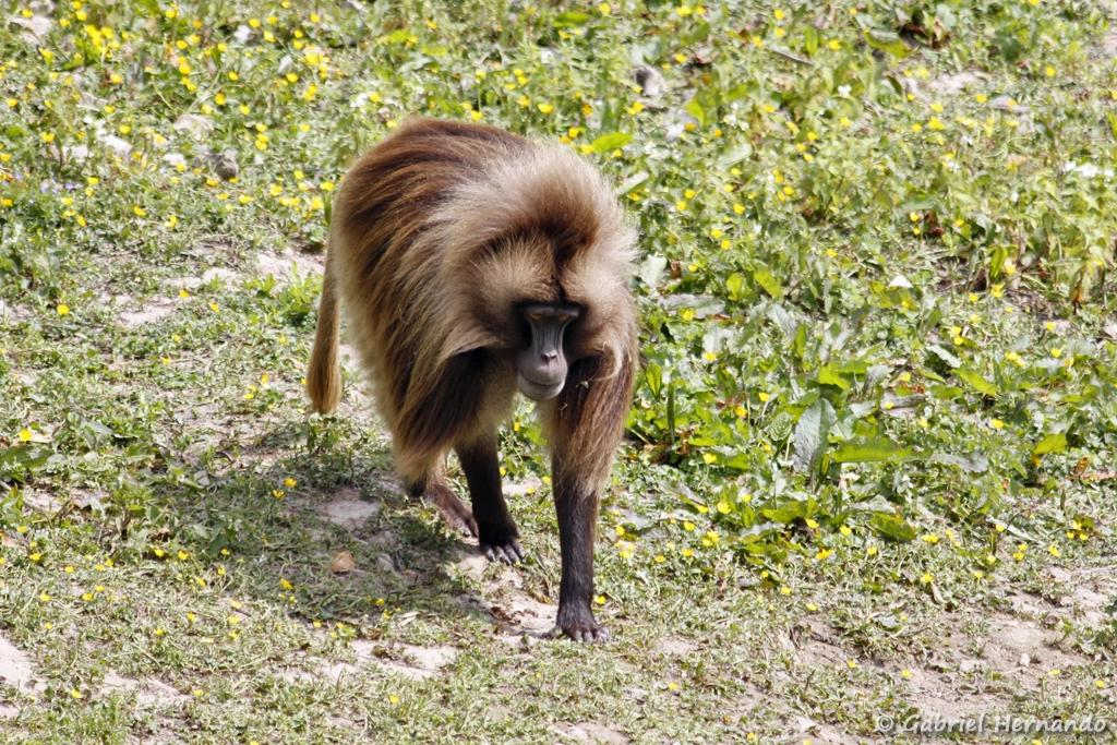 Gélada - Theropithecus gelada (CERZA, Hermival les Vaux, mai 2019)