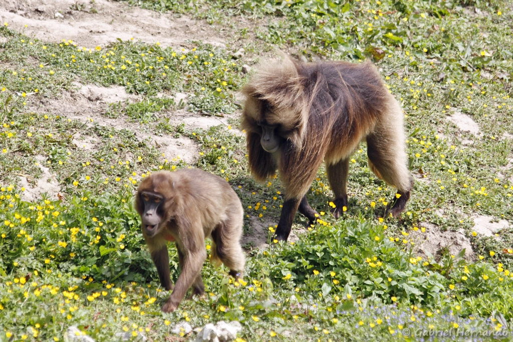 Gélada, avec son petit - Theropithecus gelada (CERZA, Hermival les Vaux, mai 2019)