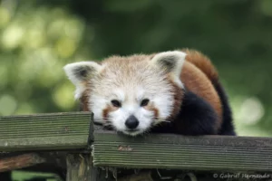Panda roux - Ailurus fulgens (CERZA, Hermival les Vaux, mai 2019)