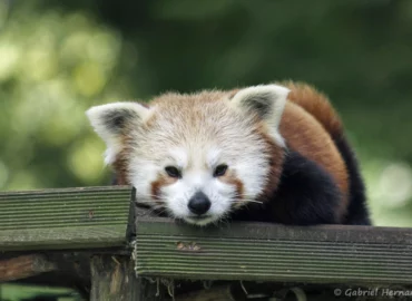 Panda roux - Ailurus fulgens (CERZA, Hermival les Vaux, mai 2019)