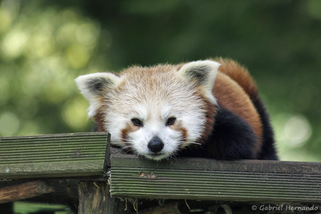 Panda roux - Ailurus fulgens (CERZA, Hermival les Vaux, mai 2019)
