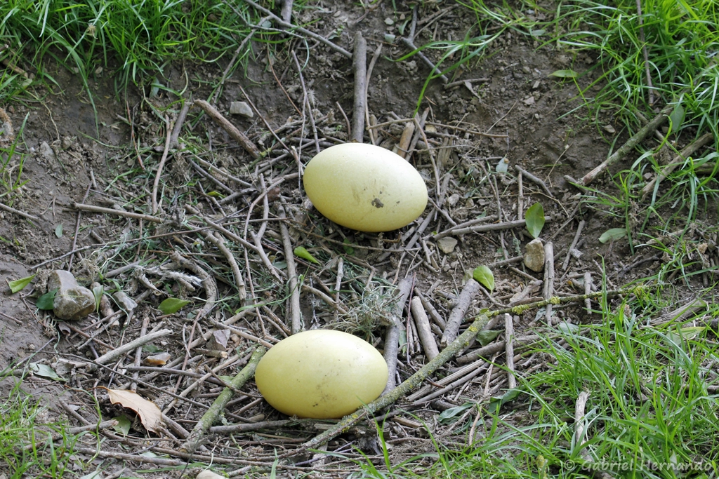 Œufs de Nandou d'Amérique - Rhea americana (CERZA, Hermival les Vaux, mai 2019)