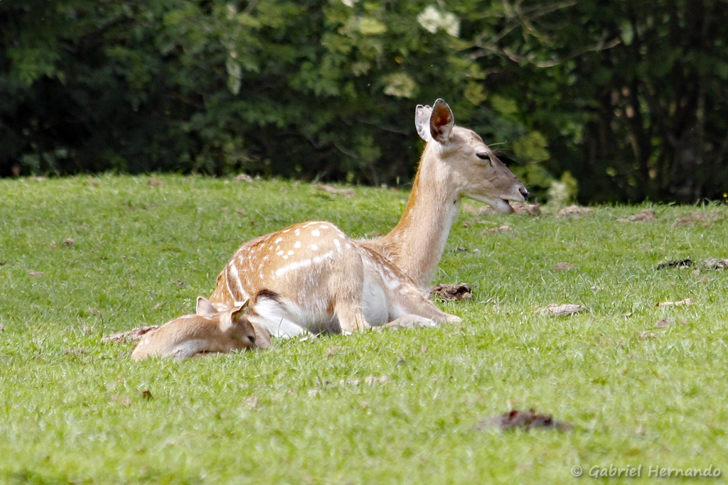 Daim de Perse avec son petit - Dama mesopotamica (CERZA, Hermival les Vaux, mai 2019)