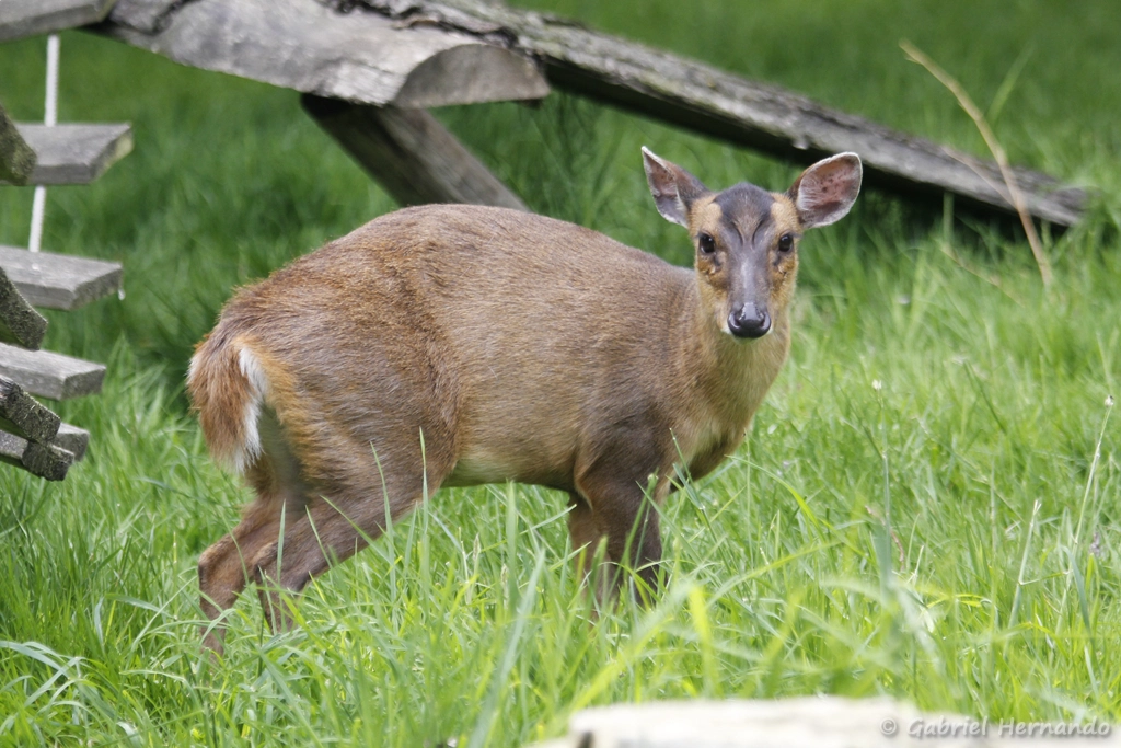 Muntjac de Reeves - Muntiacus reevesi (CERZA, Hermival les Vaux, mai 2019)
