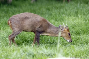 Muntjac de Reeves - Muntiacus reevesi (CERZA, Hermival les Vaux, mai 2019)