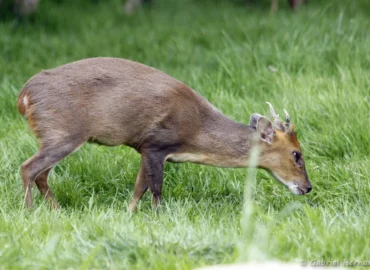 Muntjac de Reeves - Muntiacus reevesi (CERZA, Hermival les Vaux, mai 2019)