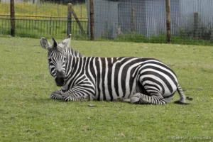 Zèbre de Grant ou Zèbre de Böhm - Equus quagga boehmi (CERZA, Hermival les Vaux, mai 2019)