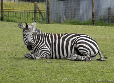 Zèbre de Grant ou Zèbre de Böhm - Equus quagga boehmi (CERZA, Hermival les Vaux, mai 2019)