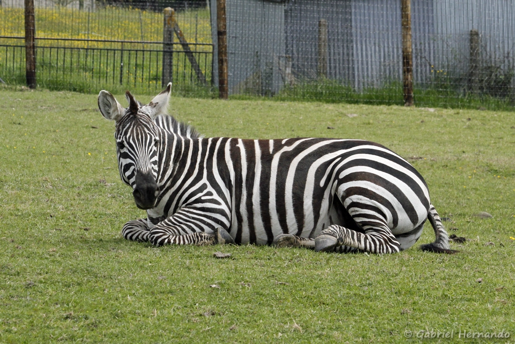 Zèbre de Grant ou Zèbre de Böhm - Equus quagga boehmi (CERZA, Hermival les Vaux, mai 2019)