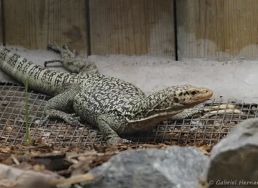 Varan jaune coing - Varanus melinus (CERZA, Hermival les Vaux, mai 2019)