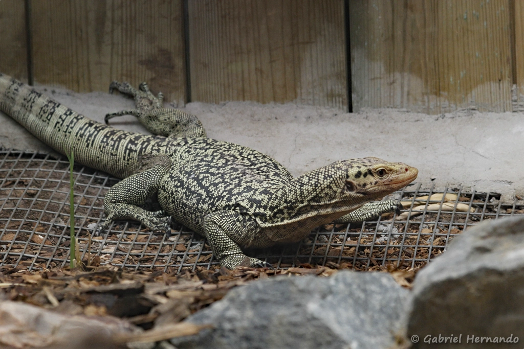Varan jaune coing - Varanus melinus (CERZA, Hermival les Vaux, mai 2019)