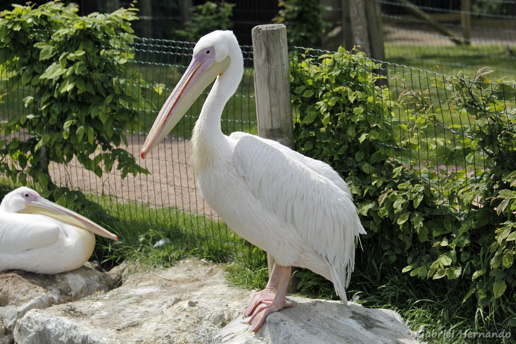 Pélican blanc - Pelecanus onocrotalus (CERZA, Hermival les Vaux, mai 2019)