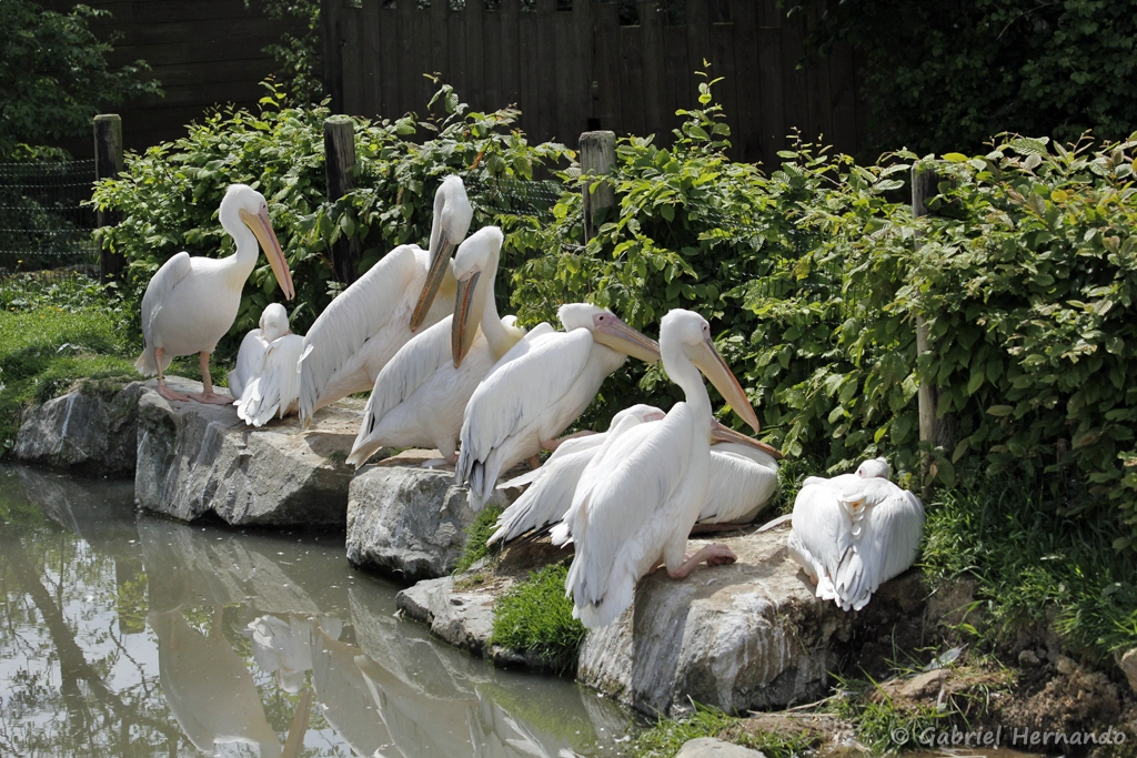 Pélican blanc - Pelecanus onocrotalus (CERZA, Hermival les Vaux, mai 2019)