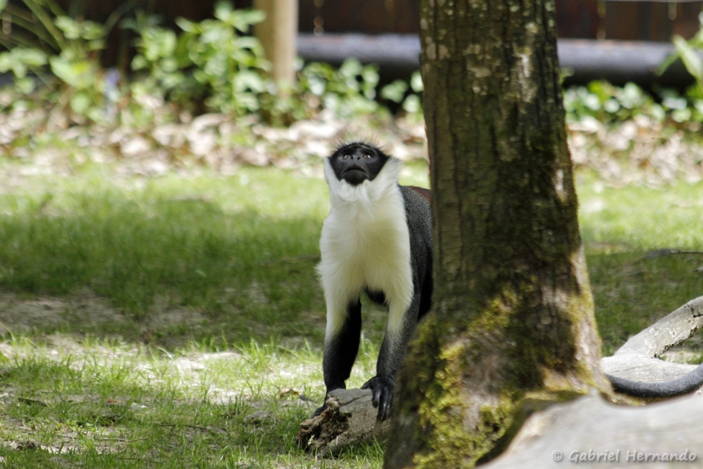 Cercopithèque de Roloway - Cercopithecus roloway (CERZA, Hermival les Vaux, mai 2019)