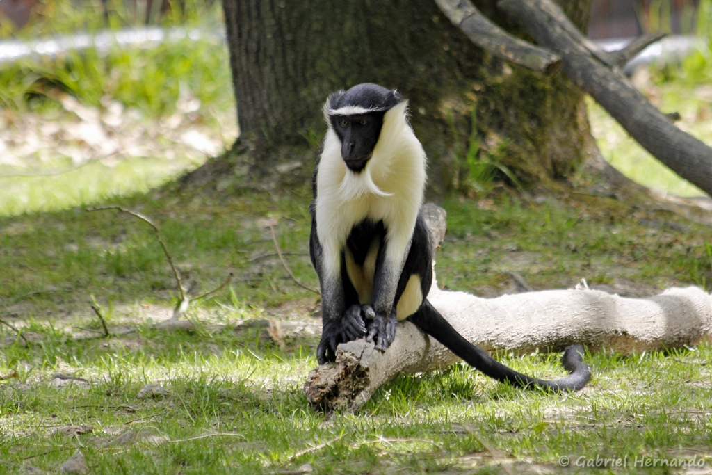 Cercopithèque de Roloway - Cercopithecus roloway (CERZA, Hermival les Vaux, mai 2019)