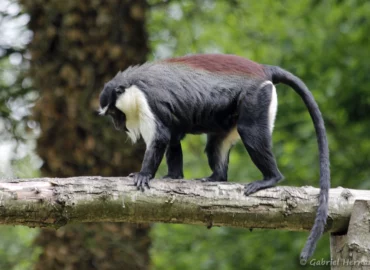 Cercopithèque de Roloway - Cercopithecus roloway (CERZA, Hermival les Vaux, mai 2019)
